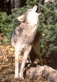 howling-timber-wolf.jpg